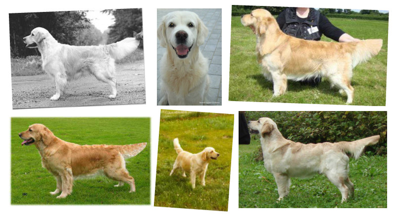 Et billede, der indeholder hund, gr�s, foto, forskellig

Automatisk genereret beskrivelse
